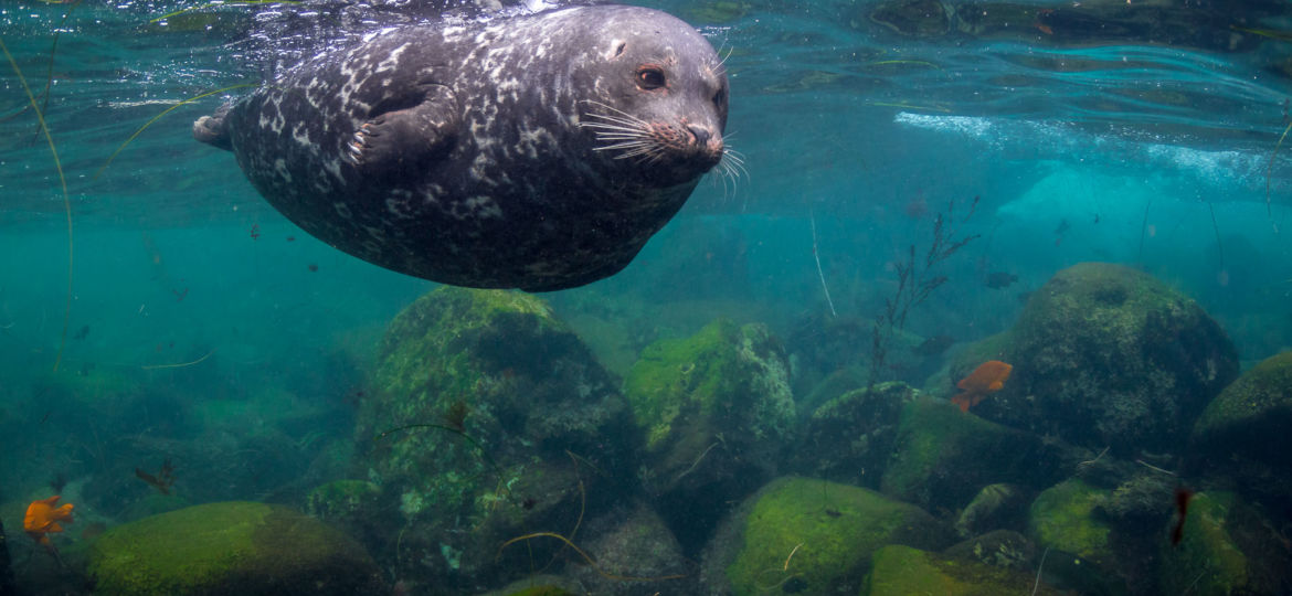 Southern California marine mammals