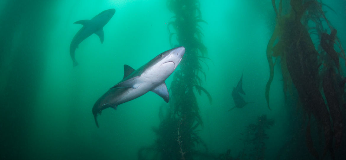 school shark Southern California sharks