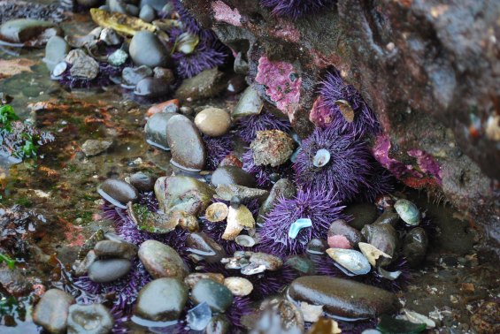 Waterborne Adventures Olympic Coast