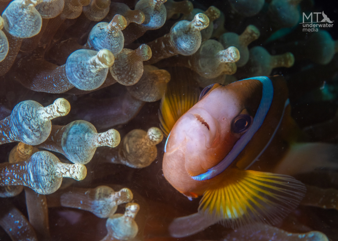 macro life on the great barrier reef