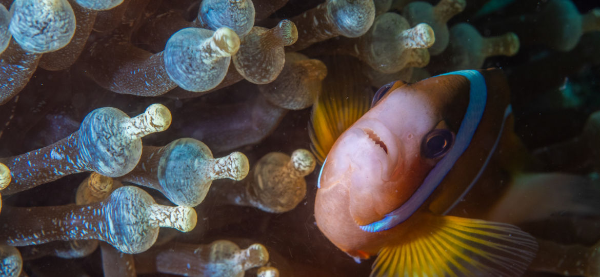 macro life on great barrier reef