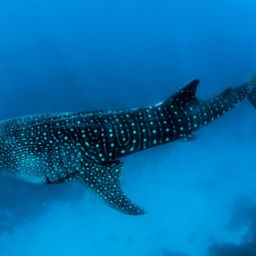 Belize whale shark easy dive destinations