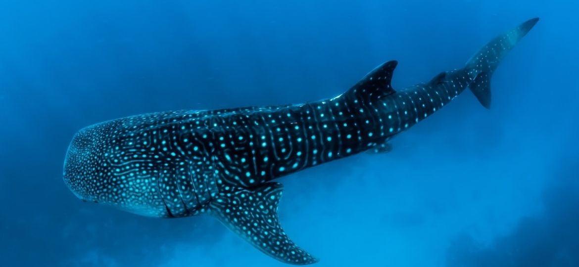 Belize whale shark easy dive destinations