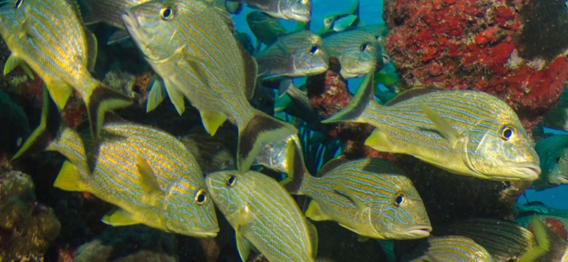 scuba diving in Belize