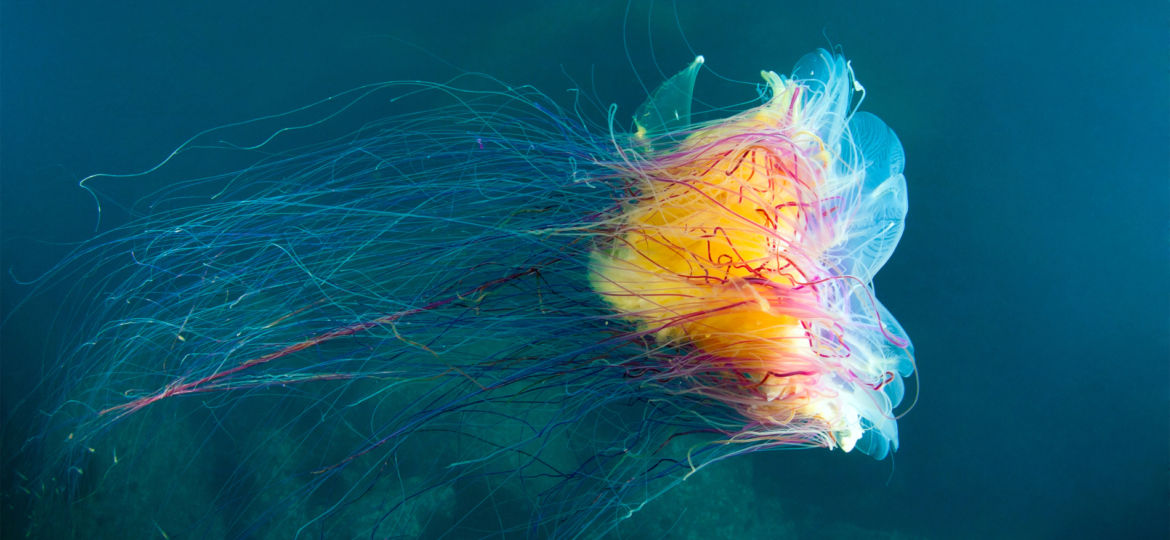 lion's mane jellyfish