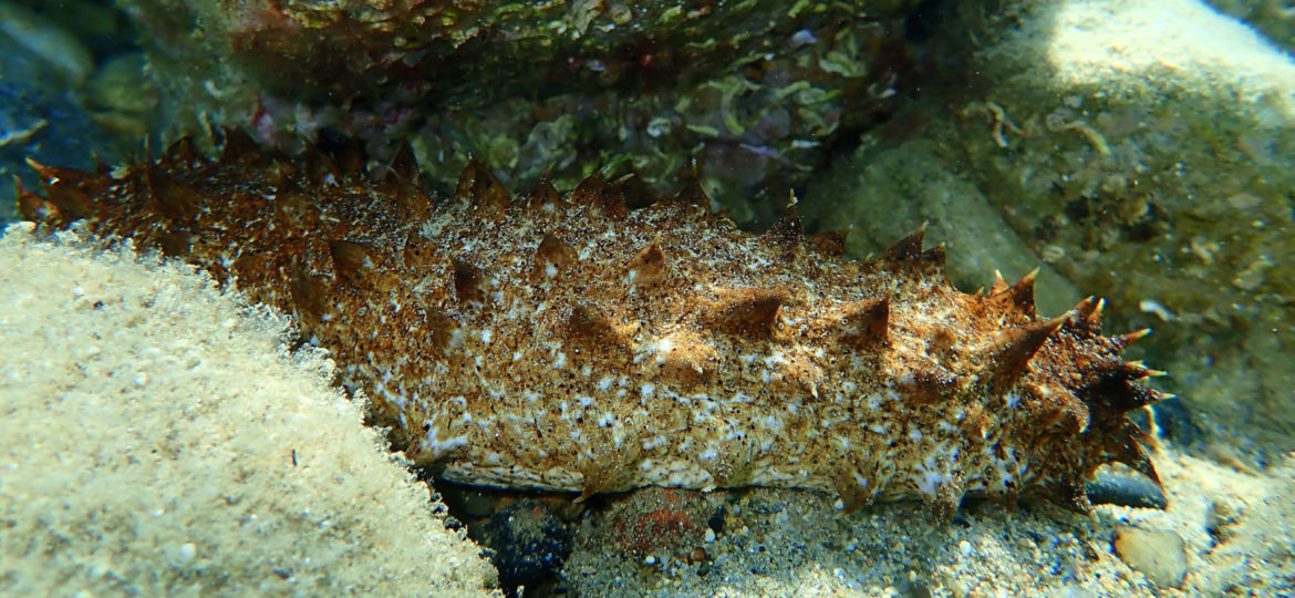 sea cucumber