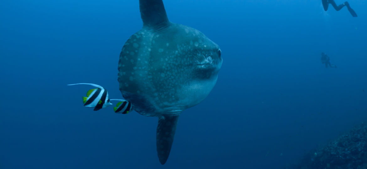 scuba diving in Bali Crystal Bay mola mola