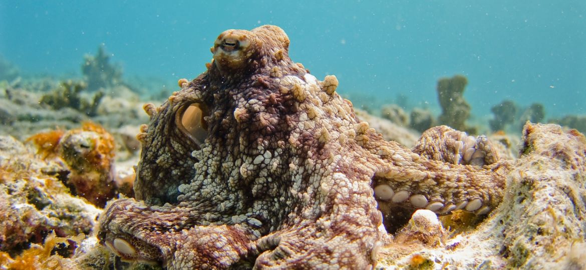 Diving Bonaire in Covid times octopus