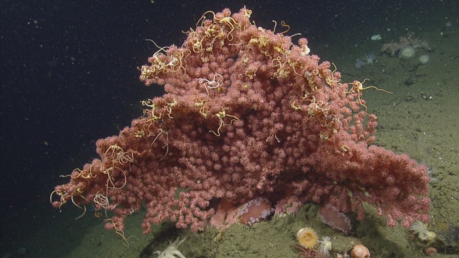 Deep-sea corals, such as this bubblegum coral in Olympic Coast National Marine Sanctuary, can be found throughout the ocean from about 130 feet to 10,000 feet deep, and provide habitat for invertebrates and fish, including many that are economically valuable. Photo: OET/NOAA