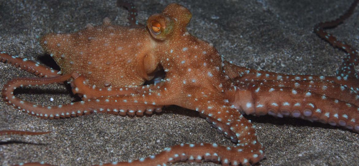 El Cabron Marine Reserve