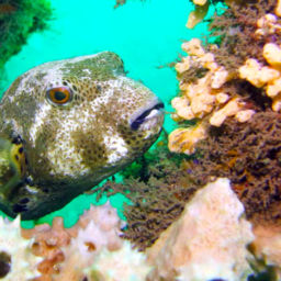 Muck Diving in Chowder Bay