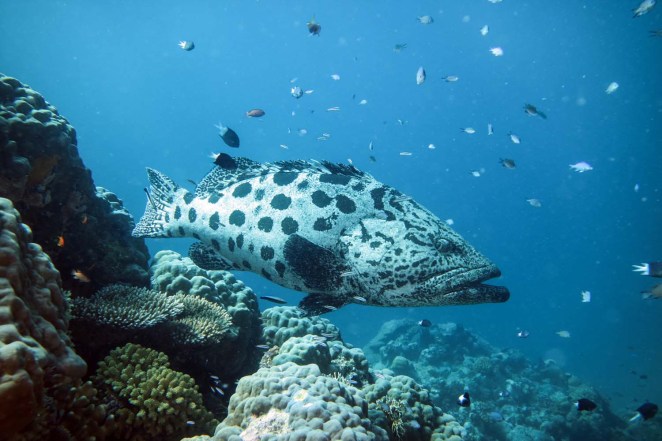 Australia's best local diving Cod Hole