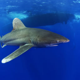 Longimanus at Elphinstone Reef