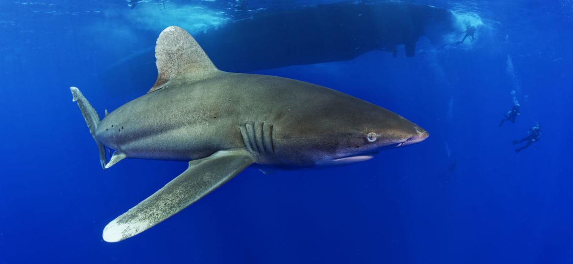 Longimanus at Elphinstone Reef