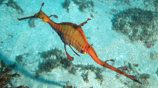 Australia's best local diving