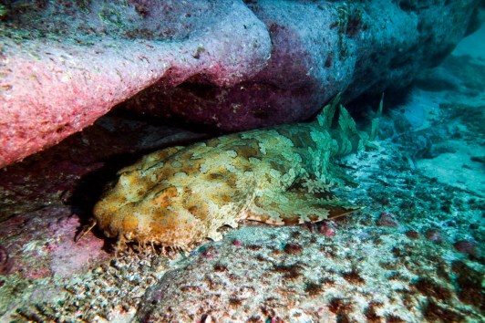 A resting wobbegong shark (Credit Dive Jervis Bay)