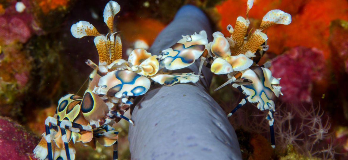 harlequin shrimp