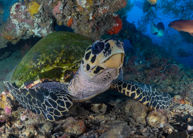 underwater photography