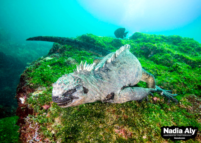 Galapagos Islands