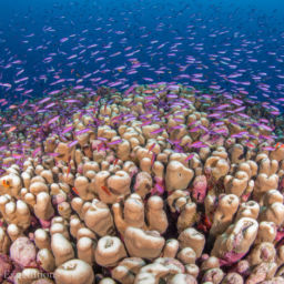 Great Barrier Reef