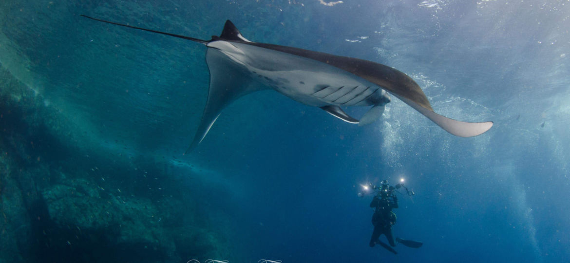 giant oceanic manta rays