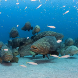 Goliath Grouper Aggregation