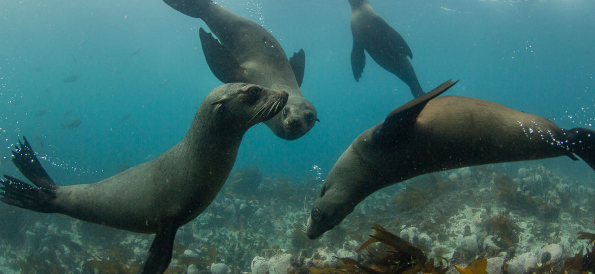 dive with seals