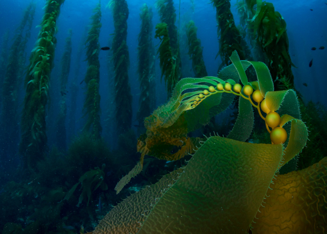 southern channel islands kelp forest