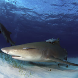 Lemon Shark