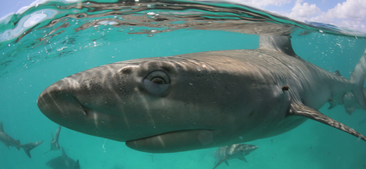 Australia's best local diving