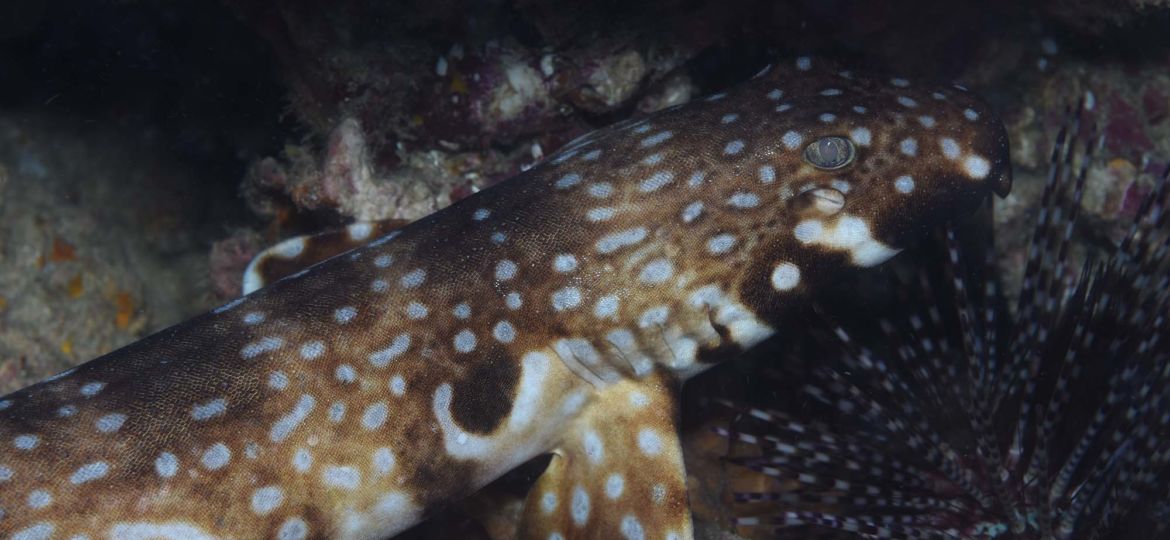 scuba diving in Madang