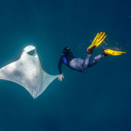 Mantas in Florida