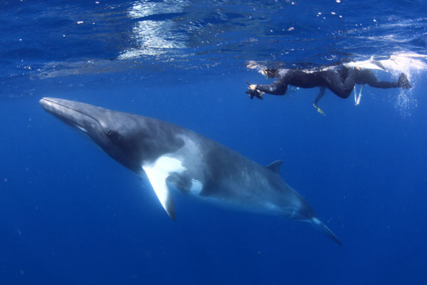 australia's best local diving