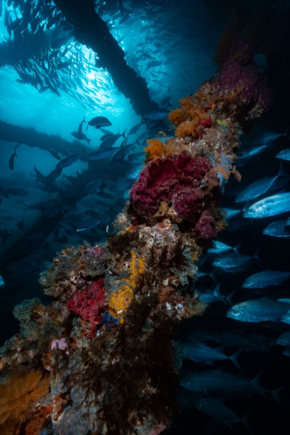 Diving Navy Pier (Credit Dive Ningaloo)