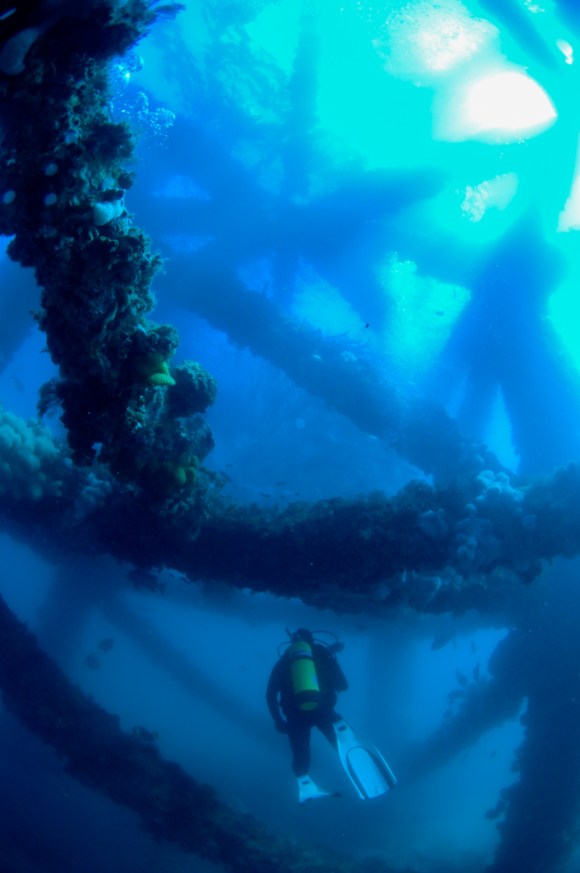 Diving Navy Pier (Credit Dive Ningaloo)