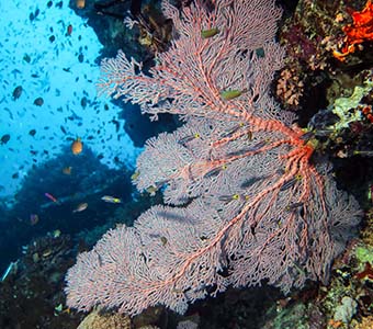 Australia's best local diving Pixie Pinnacle