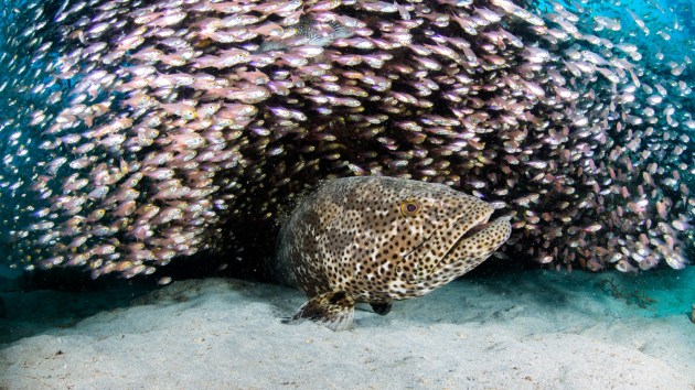 Potato cod at Ningaloo Reef (Credit Dive Ningaloo)