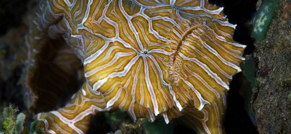 Psychedelic frogfish