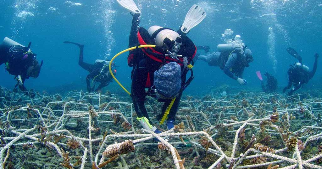 MARRS Reef Stars Great Barrier Reef Recovery