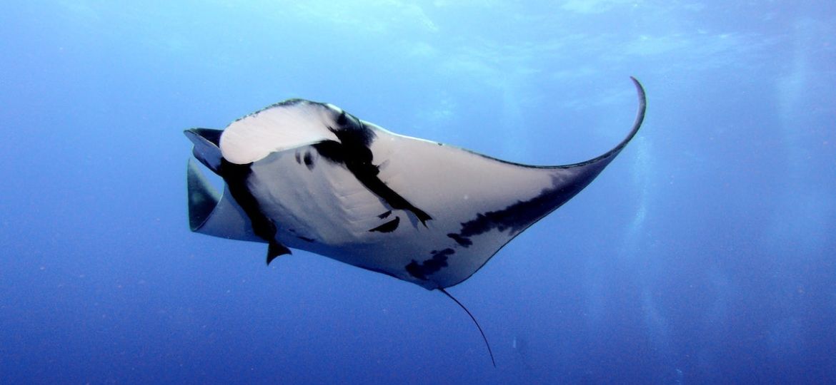 Socorro Island manta