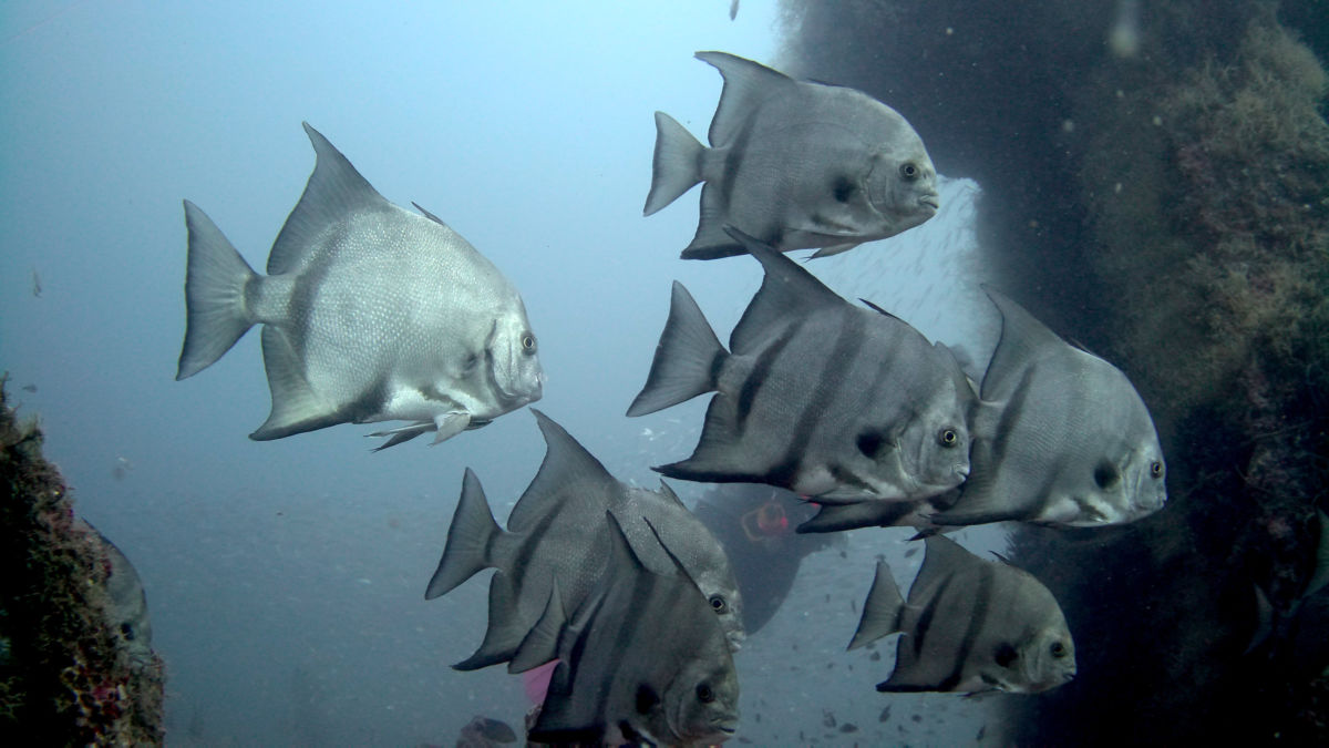 spadefish image shot with Paralenz Vaquita