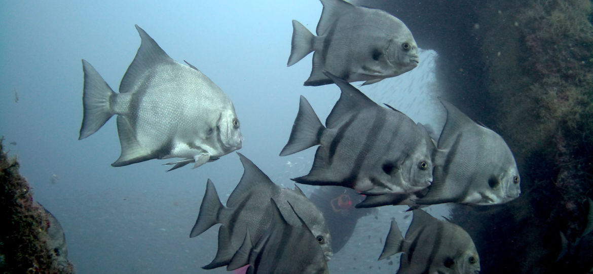 spadefish image shot with Paralenz Vaquita