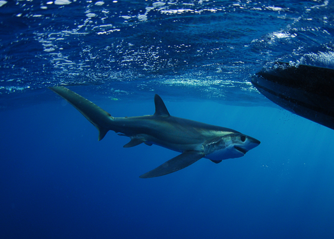 thresher shark