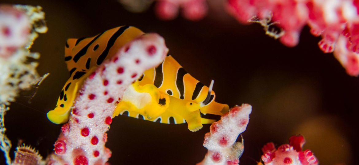 tiger cowrie macro life