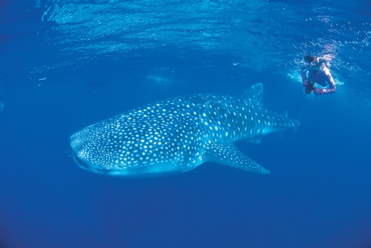 Snorkeler with a whale shark in the Ningaloo Marine Park