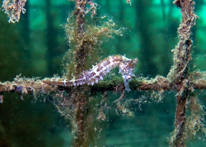 Whites seahorse