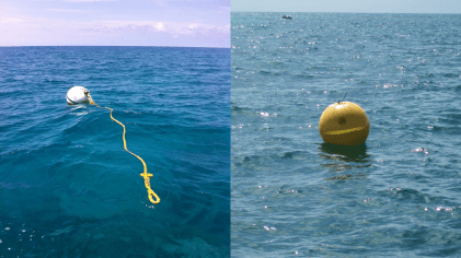 Sanctuary preservation areas, marked by yellow buoys, protect shallow reefs that help sustain critical marine species throughout different life stages. Diving, snorkeling, and boating are allowed inside these zones. The sanctuary maintains a network of mooring buoys so boaters can visit without damaging the reef. Image: NOAA