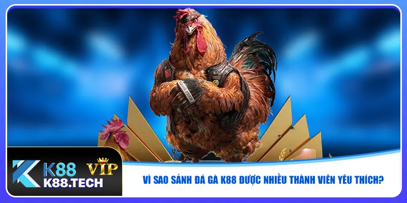 Vì sao sảnh đá gà K88 được nhiều thành viên yêu thích?